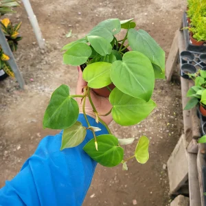 Heart Leaf Philodendron Live Plant - 4in Pot - Vining Indoor Houseplant - Image 3