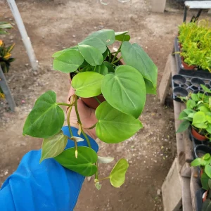 Heart Leaf Philodendron Live Plant - 4in Pot - Vining Indoor Houseplant - Image 4