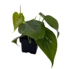 Heartleaf Philodendron Live Plant – Easy Indoor Houseplant – 3 inch Pot - Image 1