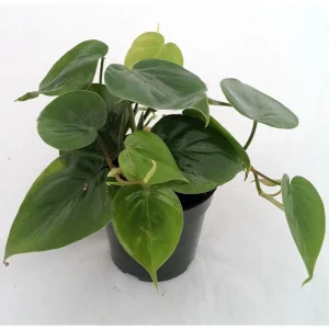 Heartleaf Philodendron Live Plant – Easy Indoor Houseplant – 3 inch Pot - Image 3
