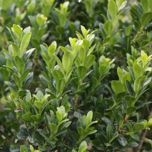 Hedge Box Japanese Holly Live Plant – Ilex Crenata – 4 inch Pot – Outdoor Shrub - Image 2