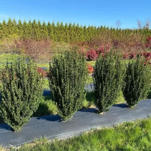 Hedge Box Japanese Holly Live Plant – Ilex Crenata – 4 inch Pot – Outdoor Shrub - Image 1