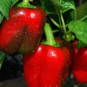 Heirloom Big Red Bell Pepper Seeds - 50++ NON-GMO Vegetable Seeds for Outdoor Gardening - Image 2