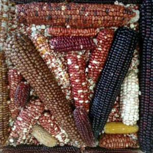 Heirloom Corn Seeds - 200 Native American Organic Decorative Flour, Non-GMO - Image 6