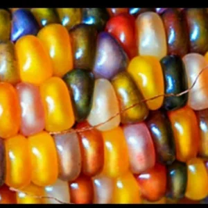 Heirloom Glass Gem Indian Corn Seeds - 300 Rainbow Organic Non-GMO for Planting - Image 8
