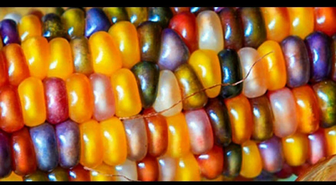 Heirloom Glass Gem Indian Corn Seeds - 300 Rainbow Organic Non-GMO for Planting - Image 8