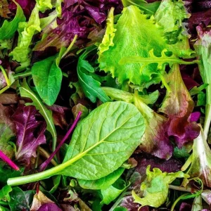 Heirloom Mesclun Mix Lettuce Seeds - High Yielding, Non-GMO Vegetable Seeds - Image 3