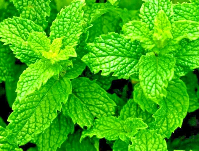 Heirloom Peppermint Herb Seeds - Non-GMO Mentha Seeds for Indoor & Outdoor - Image 1