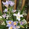 Heirloom Purple Walking Iris Live Plant – 3 Rhizomes – Lavender-Blue Blooms – Zones 5-10b Outdoor - Image 1