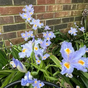 Heirloom Purple Walking Iris Live Plant – 3 Rhizomes – Lavender-Blue Blooms – Zones 5-10b Outdoor - Image 3