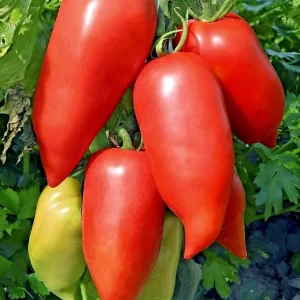 Heirloom Super Italian Paste Tomato Seeds - 100 Seeds, Large 6-10 oz Fruit, High Yield - Image 2