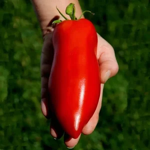 Heirloom Super Italian Paste Tomato Seeds - 100 Seeds, Large 6-10 oz Fruit, High Yield - Image 3