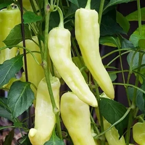 Heirloom Sweet Banana Pepper Seeds - Non-GMO Vegetable Seeds - Indoor & Outdoor - Image 1