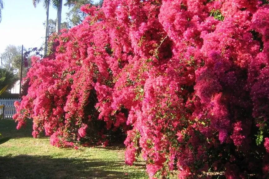 Helen Bougainvillea Starter Plants - 2-Pack Live Vine, 4-10" Tall - Hardy Flower - Image 2