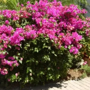 Helen Bougainvillea Starter Plants - 2-Pack Live Vine, 4-10