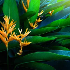 Heliconia Golden Torch Rhizome - Live Plant (2 Count) - Tropical Yellow Flowers - Image 1