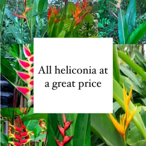 Heliconia Live Plant Collection - Tropical Flowering Plants for Garden - Image 1