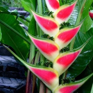 Heliconia Live Plant Collection - Tropical Flowering Plants for Garden - Image 4