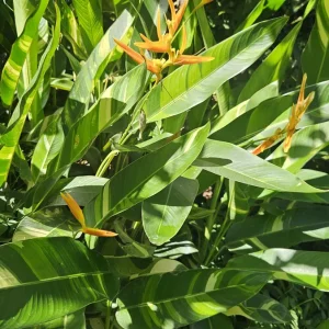 Heliconia psittacorum x marginata 'Variegated Nickeriensis' Rhizomes - 2 Pack, Tropical - Image 2