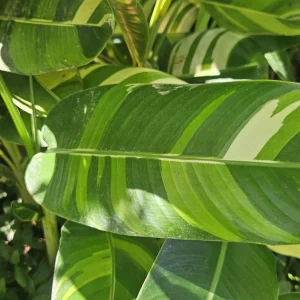 Heliconia psittacorum x marginata 'Variegated Nickeriensis' Rhizomes - 2 Pack, Tropical - Image 4