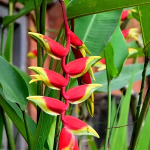 Heliconia Rostrata Live Rhizome - Hanging Flower Plant - Tropical - Image 2