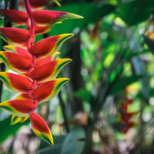 Heliconia Rostrata Live Rhizome - Hanging Flower Plant - Tropical - Image 1