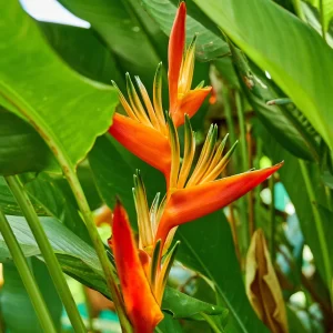 Heliconia Spathocircinata Psittacorum Rhizomes - 2 Live Plant Division - Tropical Indoor/Outdoor - Image 2