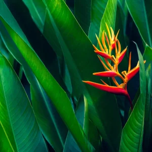 Heliconia Spathocircinata Psittacorum Rhizomes - 2 Live Plant Division - Tropical Indoor/Outdoor - Image 1