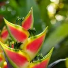 Heliconia Wagneriana Rhizome - Live Tropical Plant for Garden & Landscape - Image 1