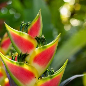 Heliconia Wagneriana Rhizome - Live Tropical Plant for Garden & Landscape - Image 1