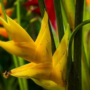 Heliconia Yellow Caribbean Rhizome - 1 Live Plant - Tropical Garden - Image 1