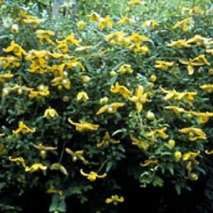Helios Tangutica Clematis Live Plant – Yellow Blooms – 2.5 inch Pot – Outdoor - Image 3