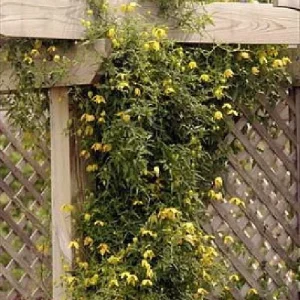 Helios Tangutica Clematis Live Plant – Yellow Blooms – 2.5 inch Pot – Outdoor - Image 5
