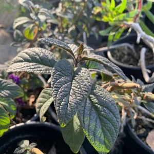 Heliotrope Fragrant Delight Live Plant - Vanilla Scent, Dark Purple Flowers, 1 Gallon Pot - Image 2