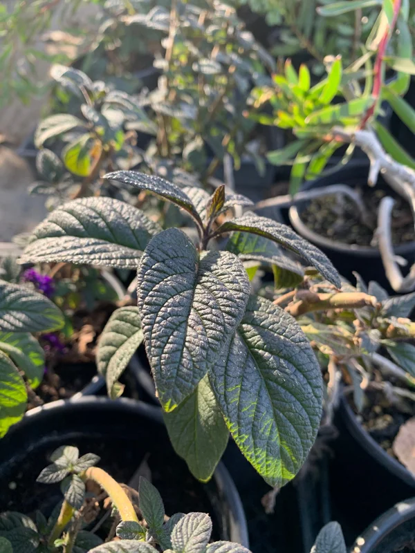 Heliotrope Fragrant Delight Live Plant - Vanilla Scent, Dark Purple Flowers, 1 Gallon Pot - Image 2