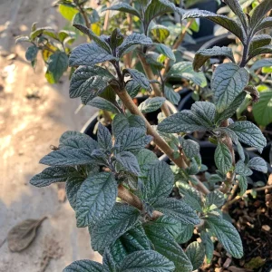 Heliotrope Fragrant Delight Live Plant - Vanilla Scent, Dark Purple Flowers, 1 Gallon Pot - Image 3