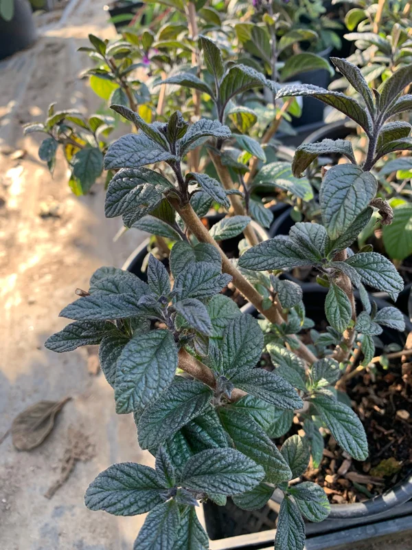Heliotrope Fragrant Delight Live Plant - Vanilla Scent, Dark Purple Flowers, 1 Gallon Pot - Image 3