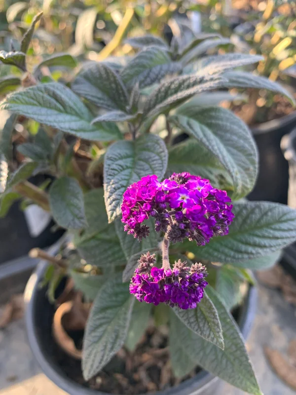 Heliotrope Fragrant Delight Live Plant - Vanilla Scent, Dark Purple Flowers, 1 Gallon Pot - Image 1