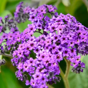 Heliotrope 'Fragrant Delight' Live Plants – 2 Pack, 4-6