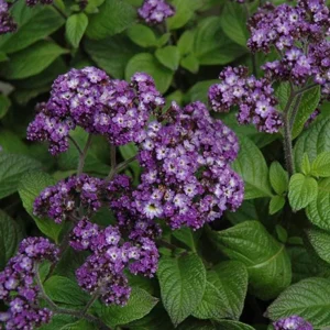 Heliotrope 'Fragrant Delight' Live Plants – 2 Pack, 4-6