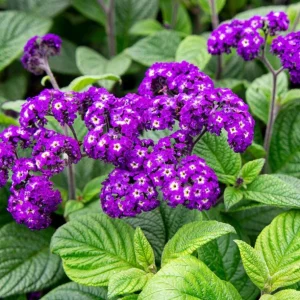 Heliotrope 'Fragrant Delight' Live Plants – 2 Pack, 4-6