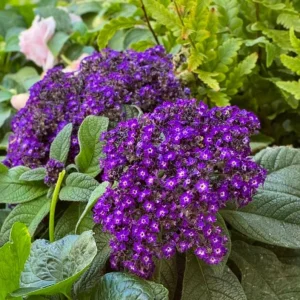 Heliotrope 'Fragrant Delight' Live Plants – 2 Pack, 4-6