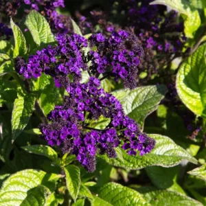 Heliotrope 'Fragrant Delight' Live Plants – 2 Pack, 4-6