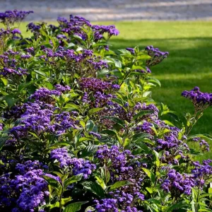 Heliotrope 'Fragrant Delight' Live Plants – 2 Pack, 4-6