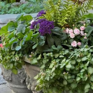 Heliotrope 'Fragrant Delight' Live Plants – 2 Pack, 4-6