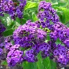 Heliotrope Fragrant Delight Live Plants - Set of 2, 3-6" Tall, Violet Fragrant Flowers - Image 1