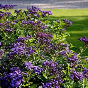 Heliotrope Fragrant Delight Live Plants - Set of 2, 3-6