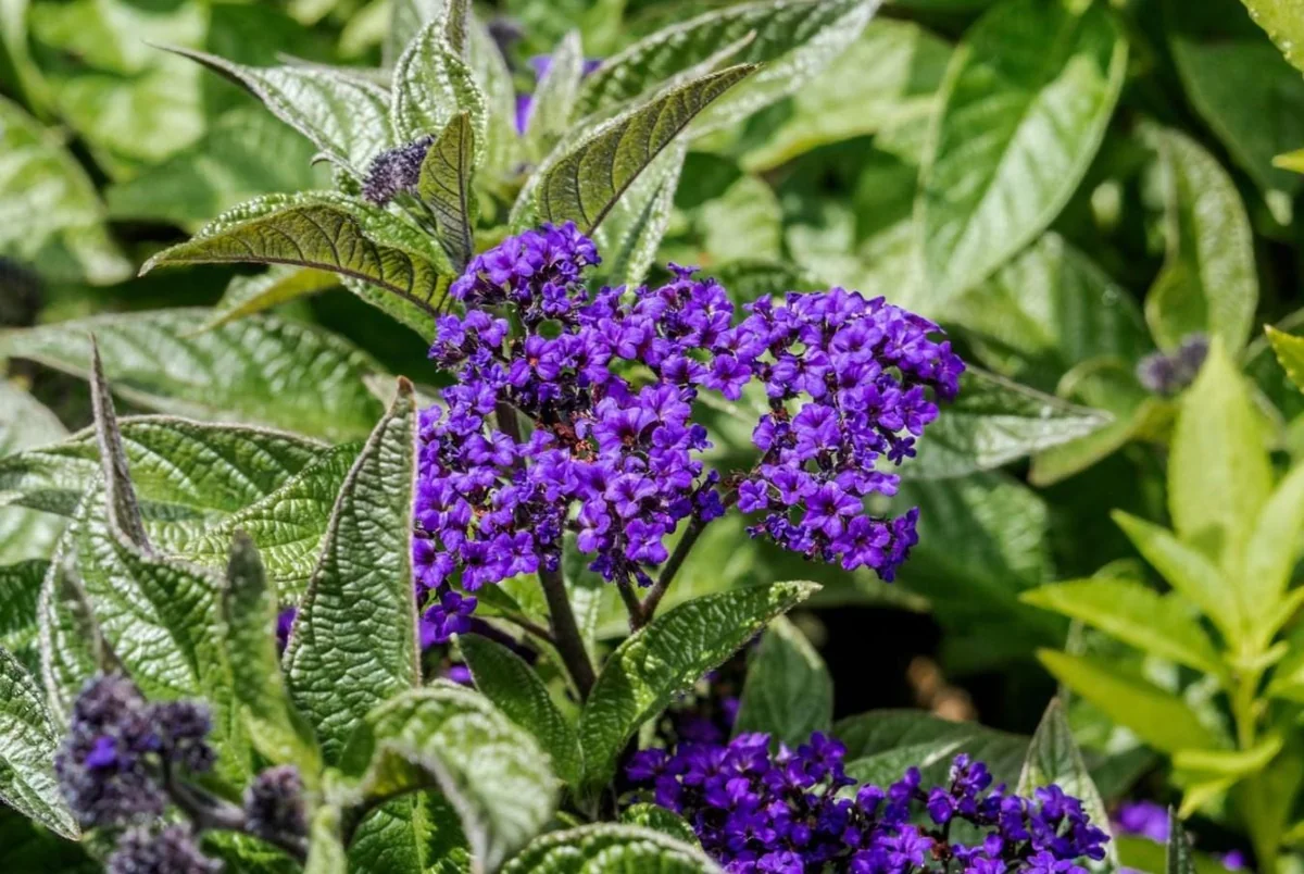 Heliotrope Fragrant Delight Live Plants - Set of 2, 3-6" Tall, Violet Fragrant Flowers - Image 3