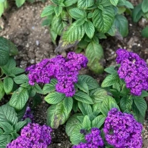 Heliotrope Fragrant Delight Live Plants - Set of 2, 3-6
