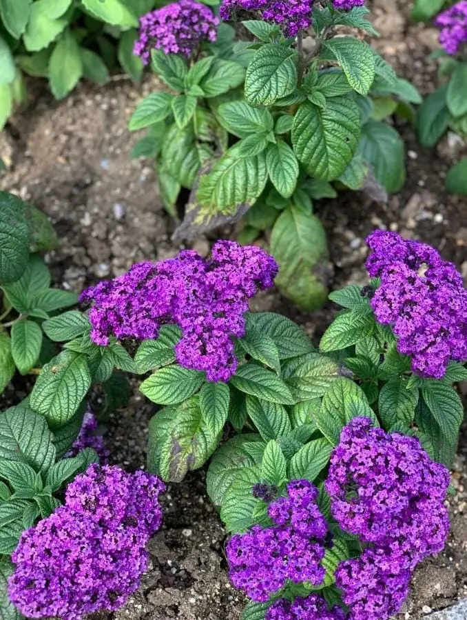 Heliotrope Fragrant Delight Live Plants - Set of 2, 3-6" Tall, Violet Fragrant Flowers - Image 4